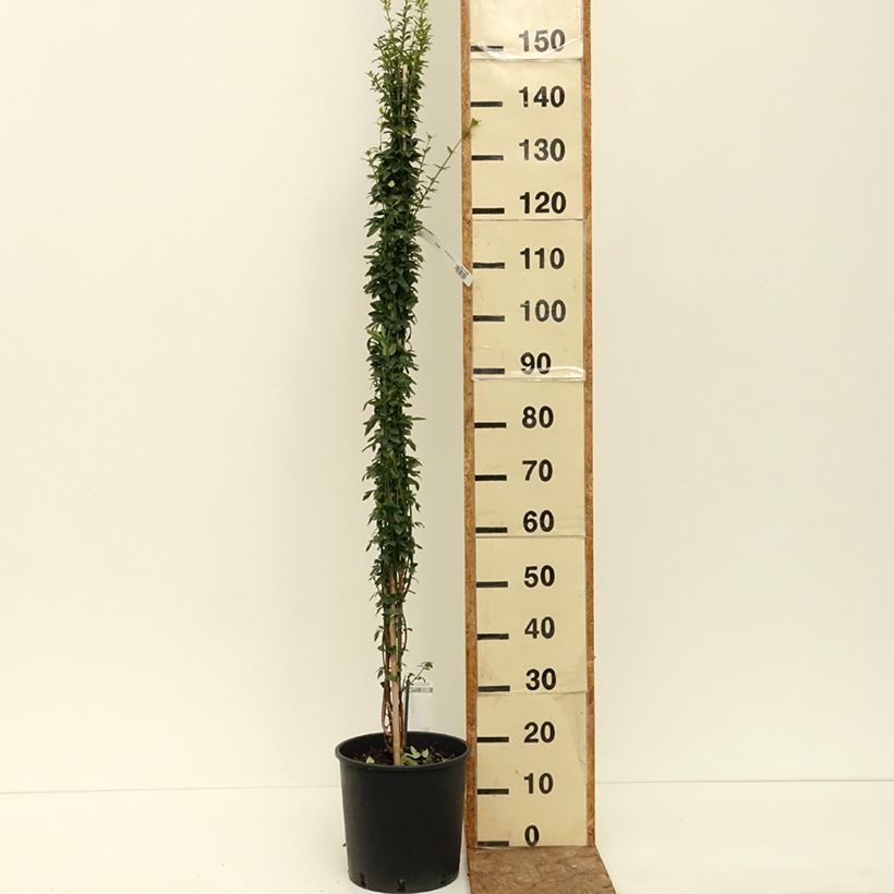 Example of Jasmin d'hiver - Jasminum nudiflorum Pot de 2L/3L as you get in ete