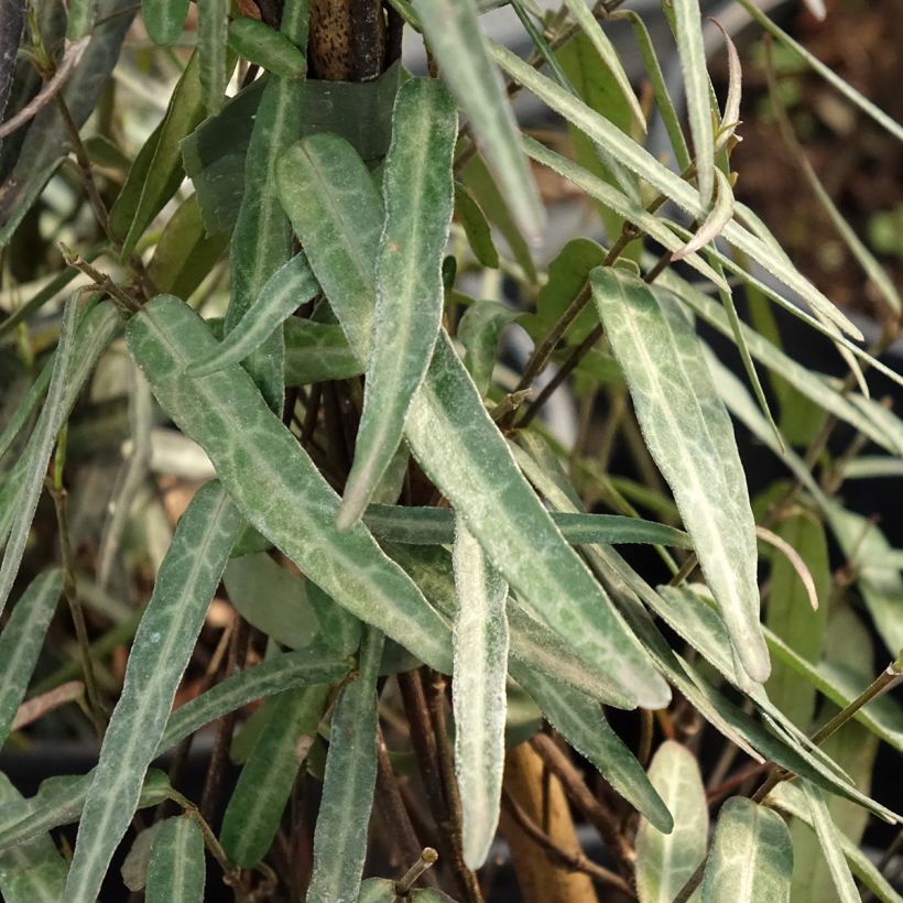 Jasmin étoilé - Trachelospermum jasminoides Waterwheel (Foliage)