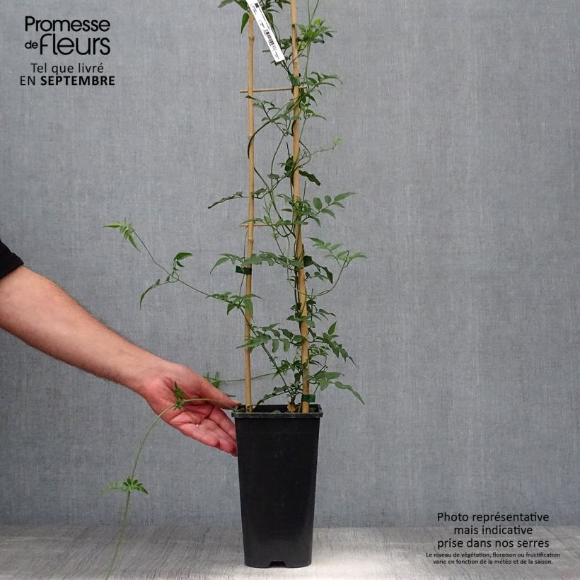 Example of Jasmin - Jasminum polyanthum Pot de 2L/3L as you get in automne