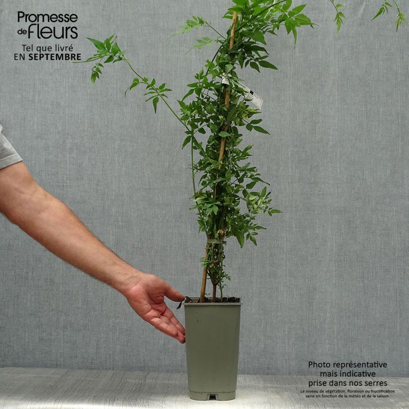 Example of Jasmin officinal - Jasminum officinale Affinis Pot de 3L/4L as you get in automne