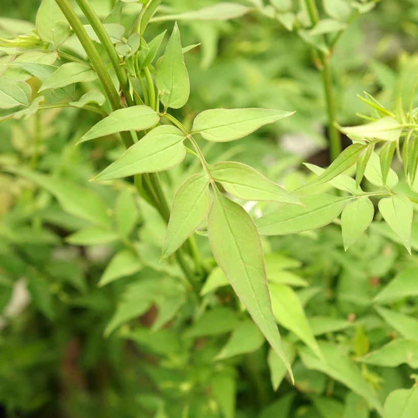 Jasmin officinal - Jasminum officinale Affinis (Foliage)