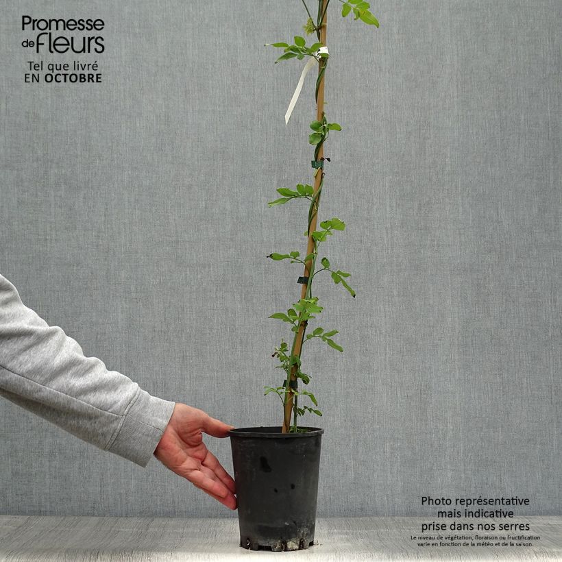 Example of Jasmin officinal - Jasminum officinale Pot de 2L/3L as you get in automne