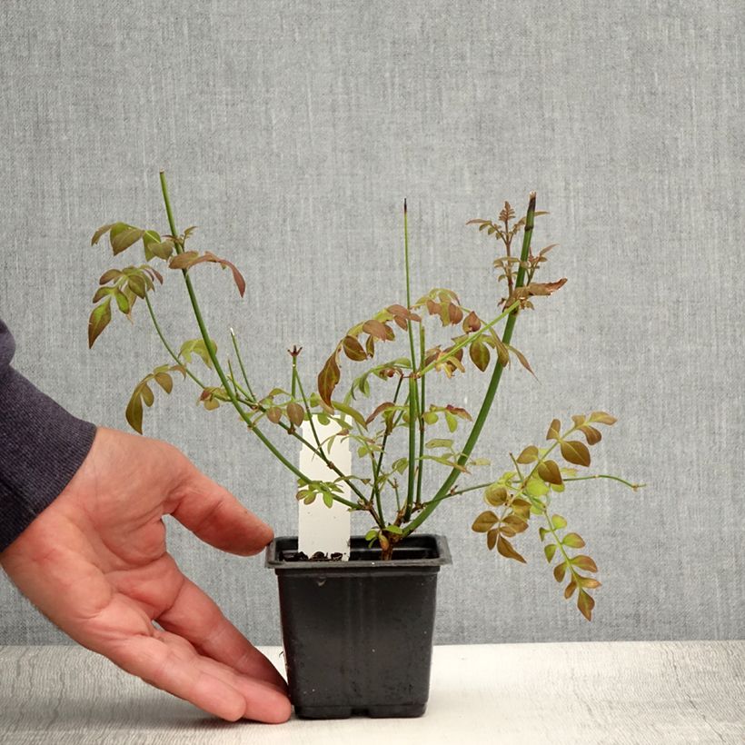 Example of Jasmin officinal - Jasminum officinale Godet de 8/9 cm as you get in ete