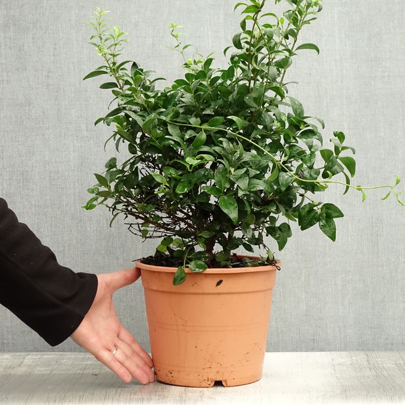 Example of Jasmin sauvage étoilé - Jasminum multipartitum Pot de 2L/3L as you get in automne