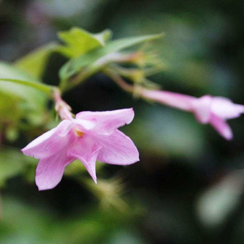 Jasmin - Jasminum stephanense (Flowering)