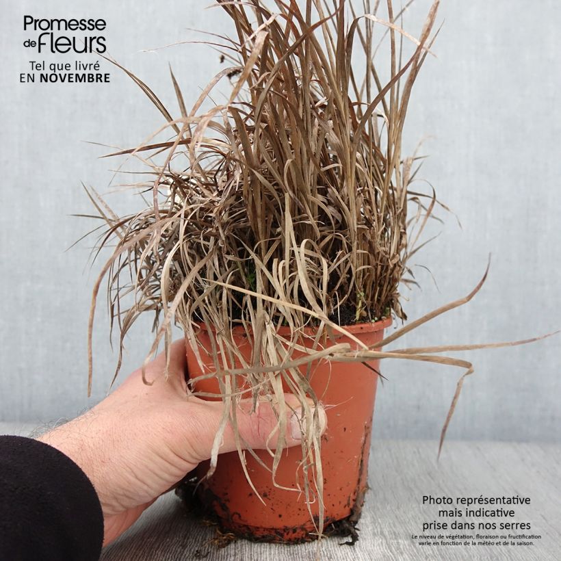 Example of Juncus ensifolius Pot de 1L/1,5L as you get in automne
