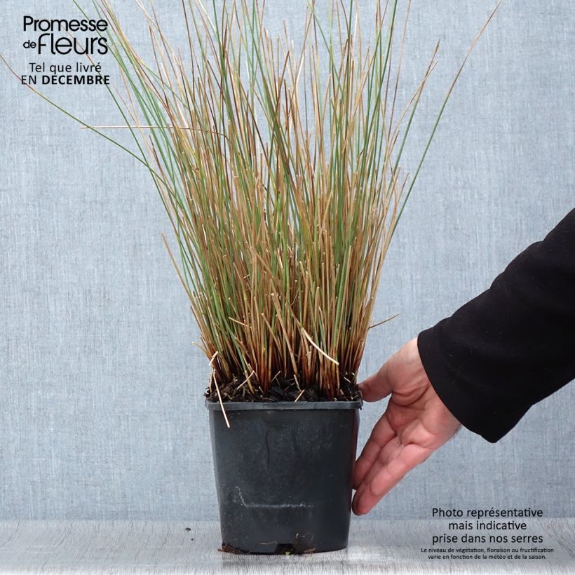 Example of Juncus inflexus Blue Arrows - Jonc glauque Pot de 2L/3L as you get in automne