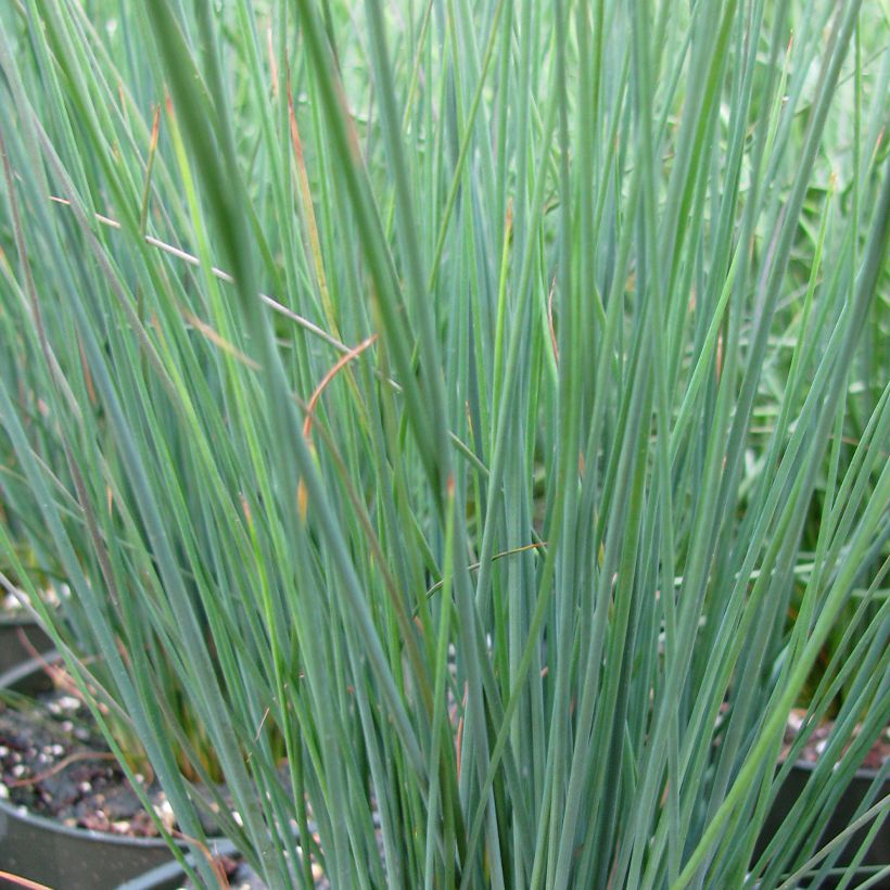 Juncus inflexus Blue Arrows - Jonc glauque (Foliage)