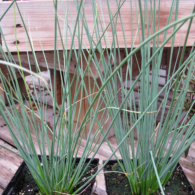 Juncus inflexus Blue Arrows - Jonc glauque (Plant habit)