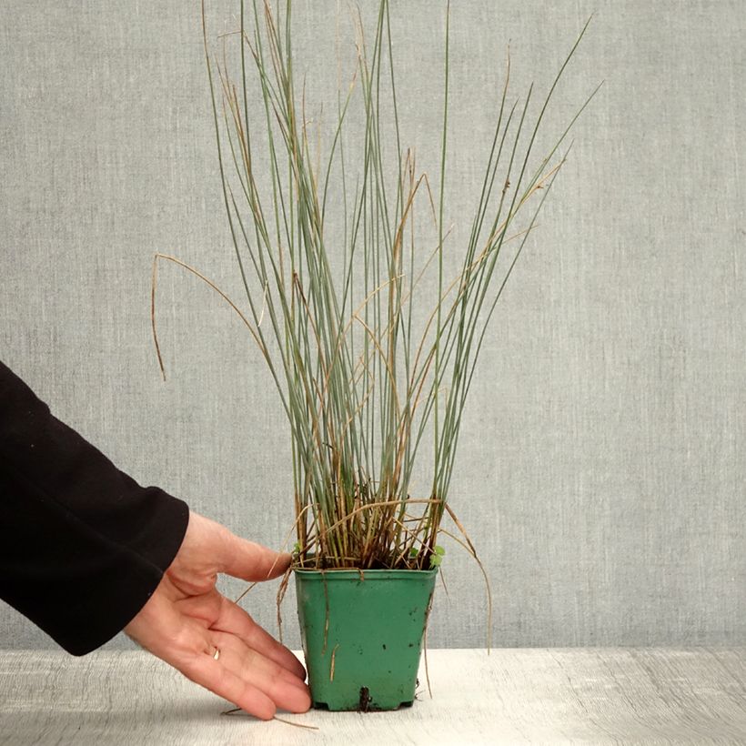 Example of Juncus inflexus Blue Dart - Jonc glauque Godet de 8/9 cm as you get in automne