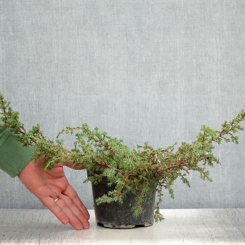Example of Juniperus communis Hornibrookii - Genévrier commun                Pot de 1,5L/2L as you get in ete