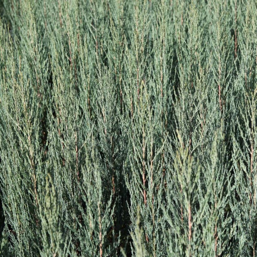 Genévrier de Virginie -Juniperus scopulorum Blue Arrow (Foliage)