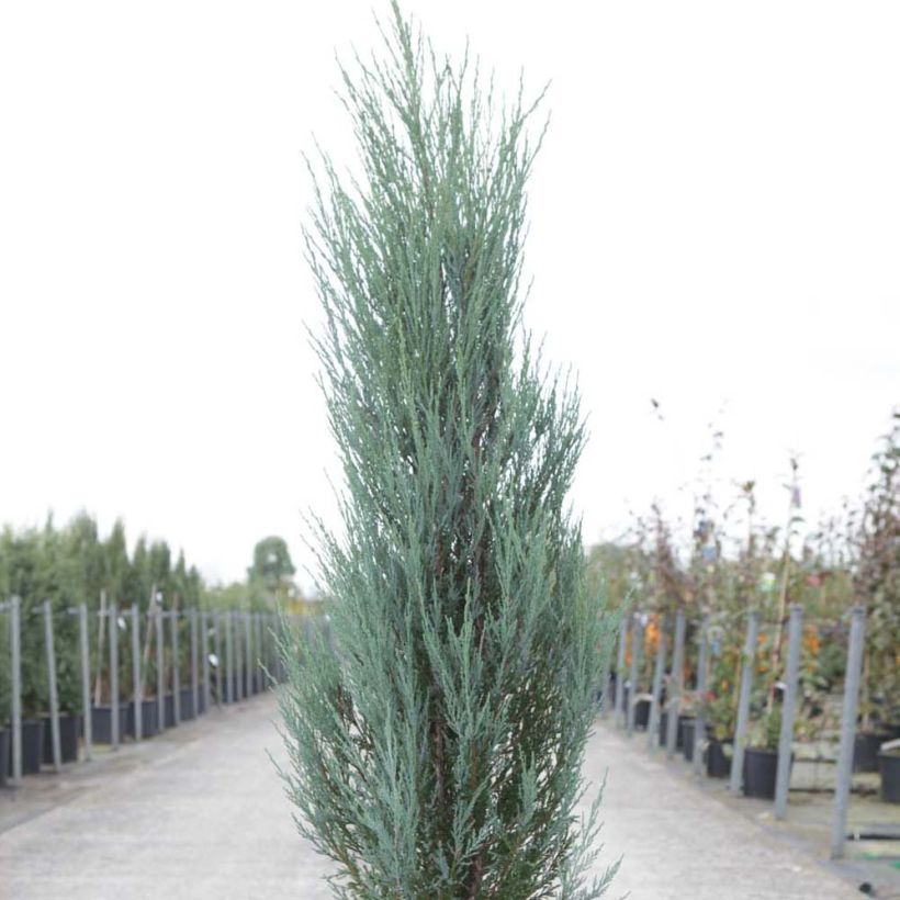 Genévrier de Virginie -Juniperus scopulorum Blue Arrow (Plant habit)