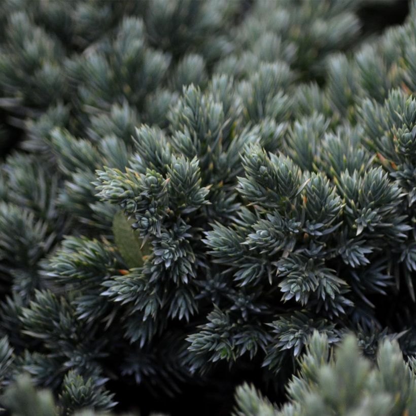 Juniperus squamata Blue Star - Genévrier écailleux (Foliage)