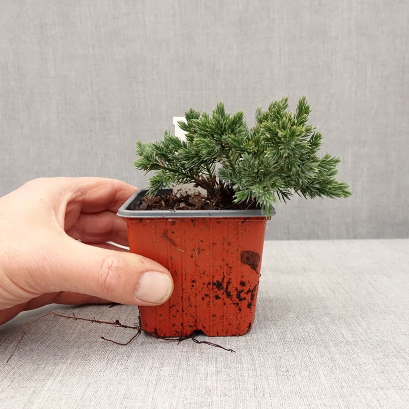 Example of Juniperus squamata Blue Star - Genévrier écailleux Godet de 8/9 cm as you get in hiver