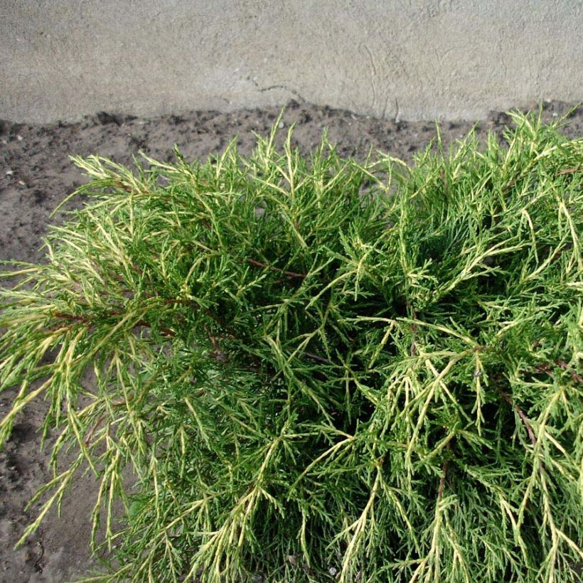 Genévrier - Juniperus x media Gold Coast (Foliage)