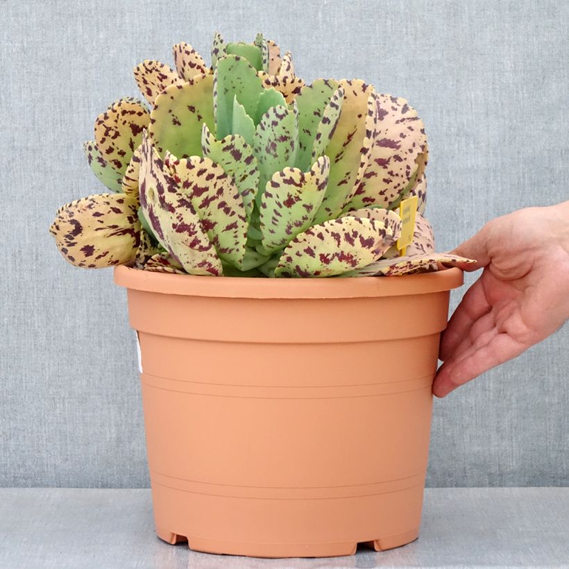 Example of Kalanchoe marmorata - Kalanchoé marbré Pot de 7,5L/10L as you get in printemps