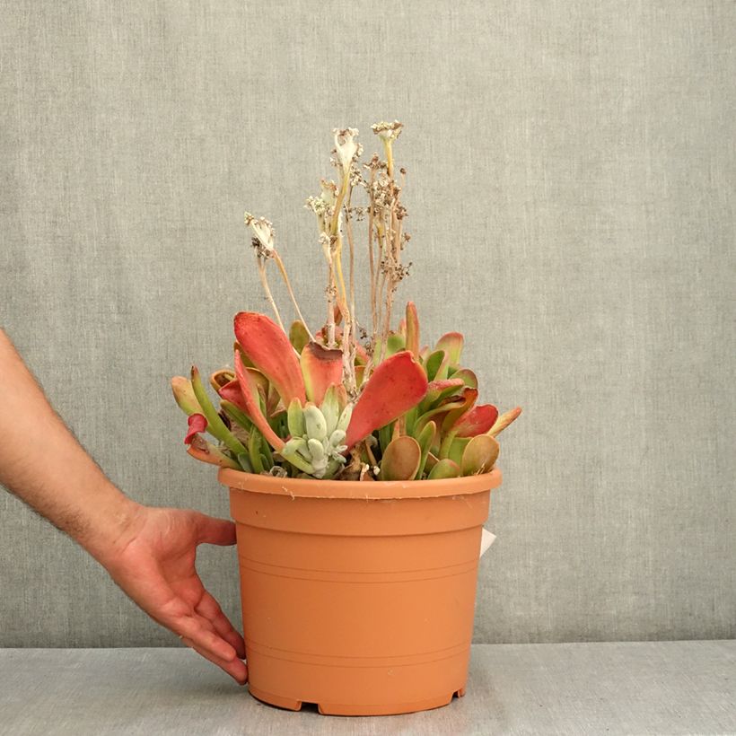 Example of Kalanchoe Oricula Pot de 7,5L/10L as you get in ete