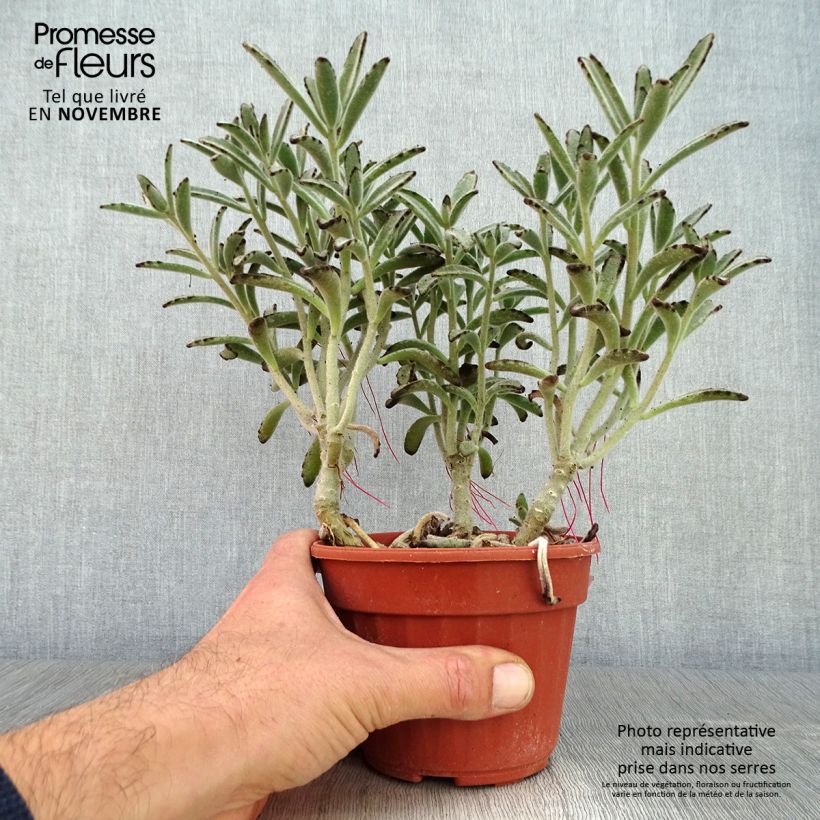 Example of Kalanchoe tomentosa Pot de 12 cm / 13 cm as you get in automne