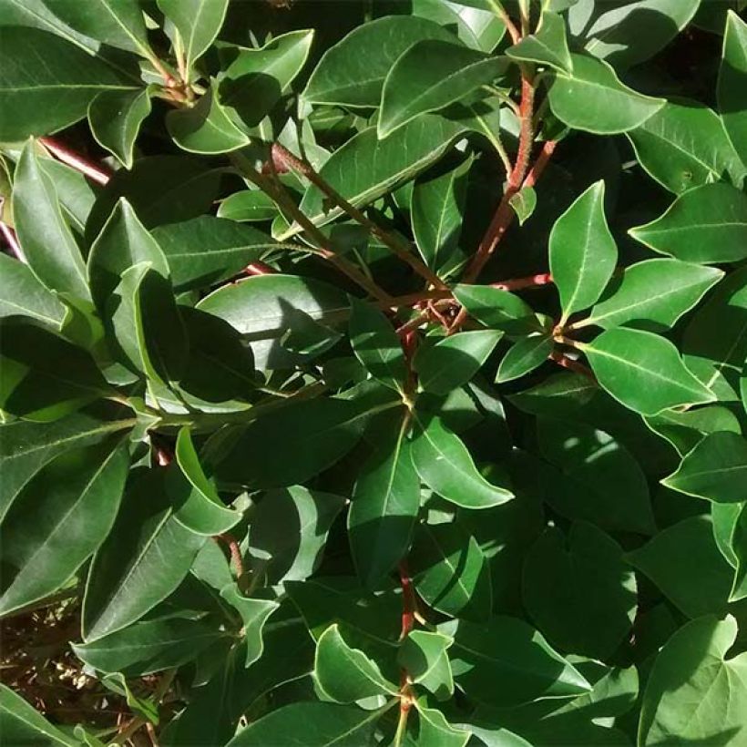 Kalmia latifolia - Laurier des montagnes rose pâle (Foliage)
