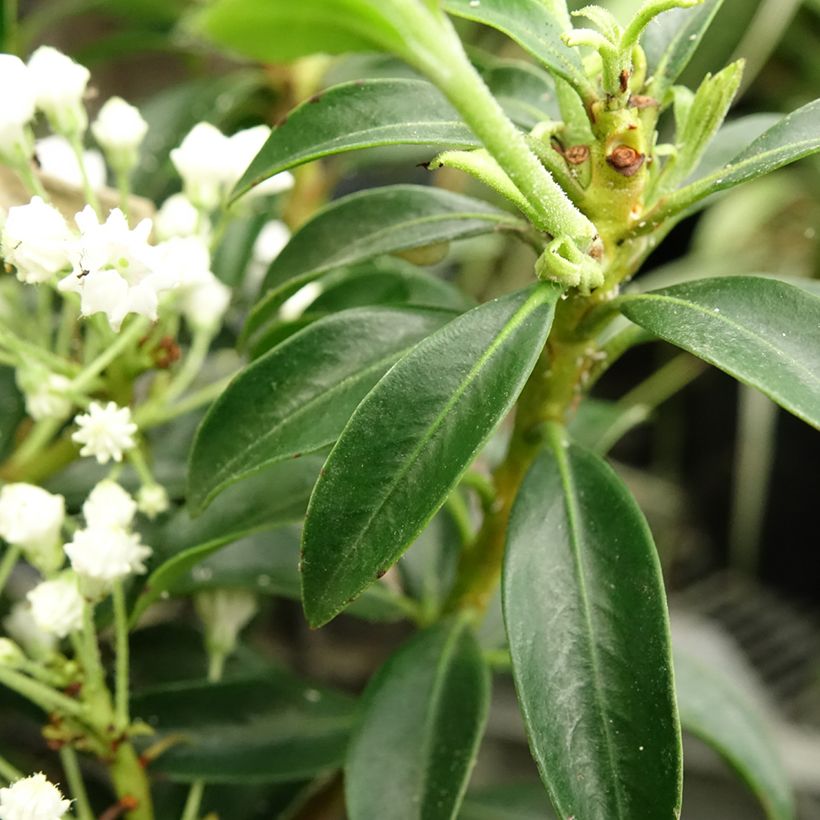 Kalmia latifolia Elf - Laurier des montagnes (Foliage)