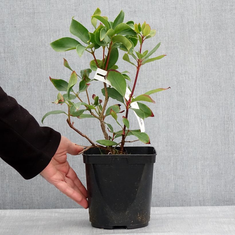 Example of Kalmia latifolia Ideal - Laurier des montagnes Pot de 3L/4L as you get in hiver