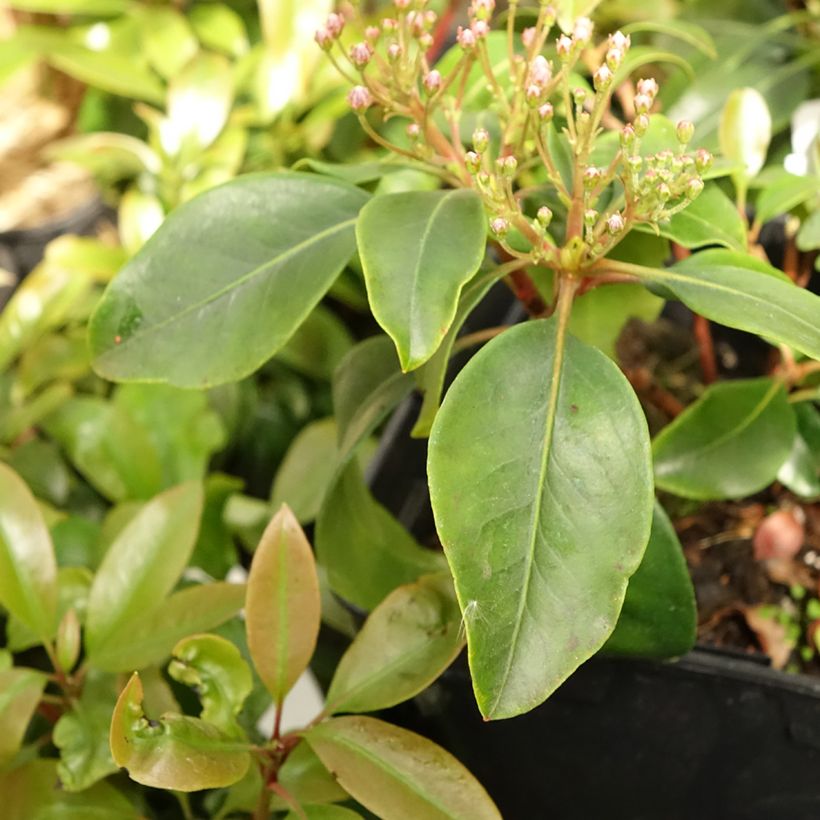 Kalmia latifolia Keepsake - Laurier des montagnes rouge et blanc (Foliage)