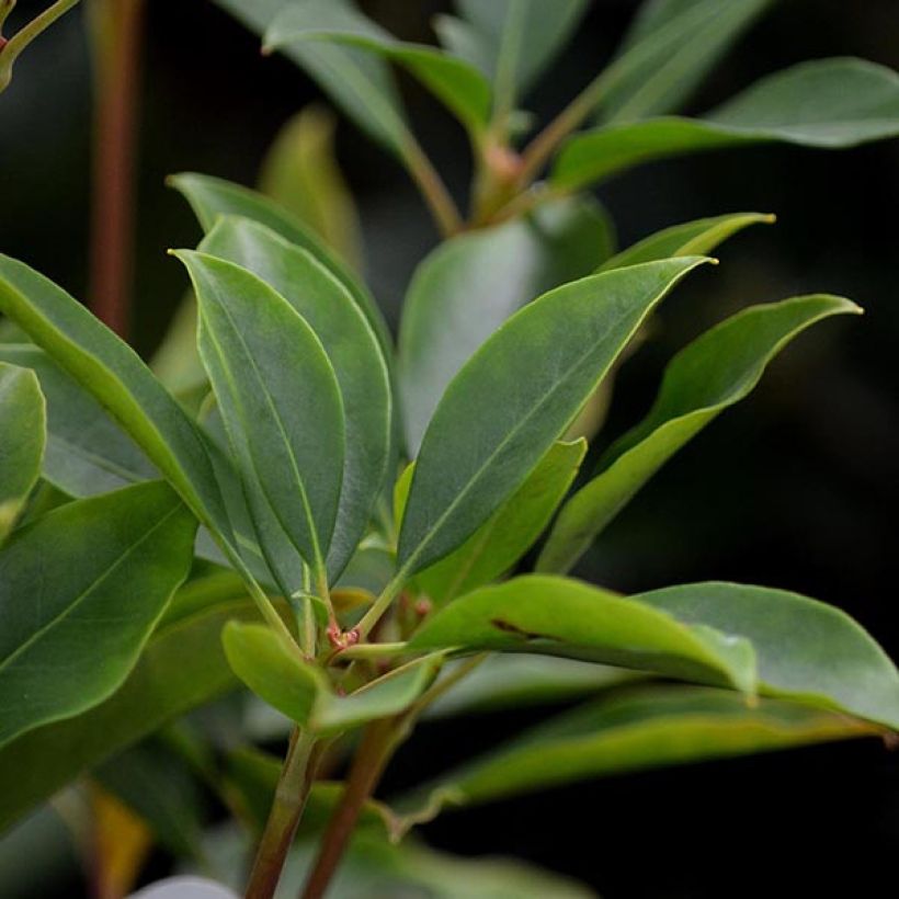 Kalmia latifolia Latchmin - Laurier des montagnes (Foliage)