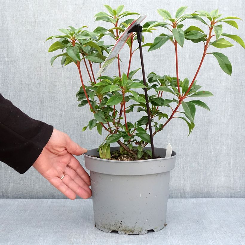 Example of Kalmia latifolia Otsbo Red - Laurier des montagnes rouge et rose vif. Pot de 2L/3L as you get in printemps