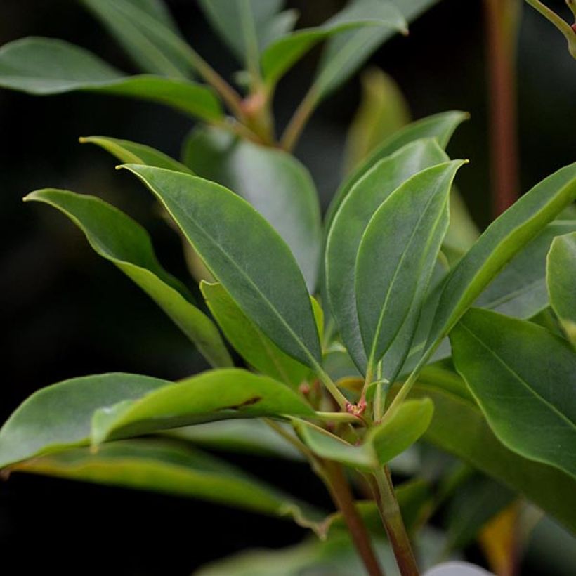 Kalmia latifolia Tad - Laurier des montagnes blanc et chocolat (Foliage)