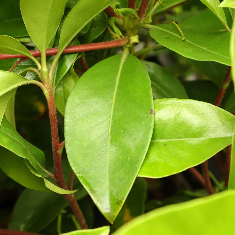 Kalmia latifolia Windmill - Laurier des montagnes (Foliage)