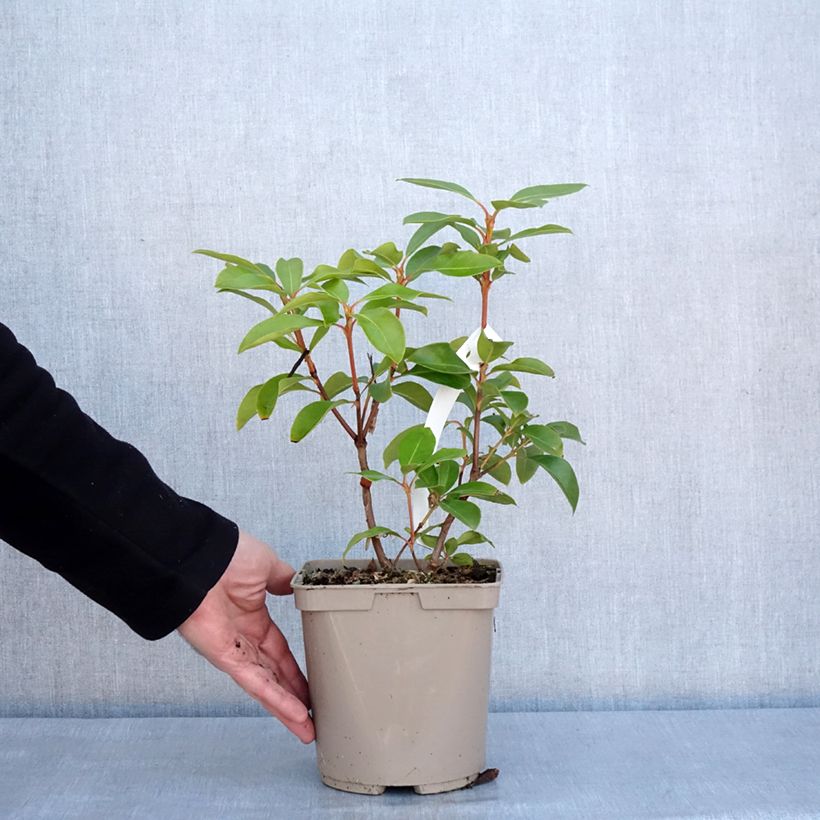 Example of Kalmia latifolia Windmill - Laurier des montagnes Pot de 3L/4L as you get in hiver
