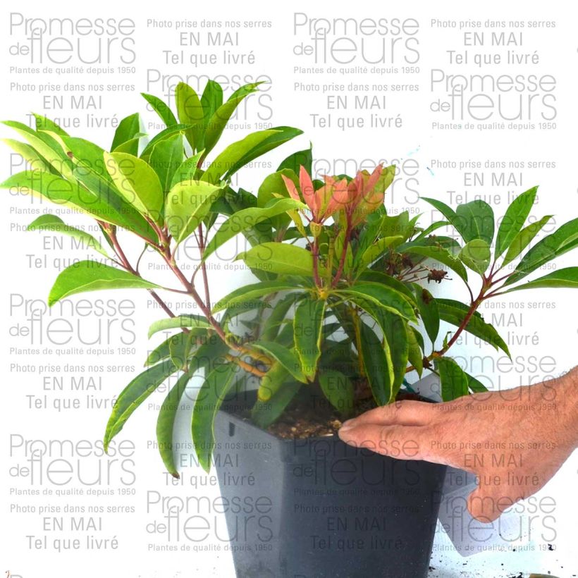 Example of Kalmia latifolia You Can - Laurier des montagnes en camaieu de rose Pot de 2L/3L as you get