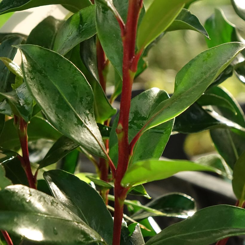 Kalmia latifolia Zébulon - Laurier des montagnes blanc nuancé de rose (Foliage)