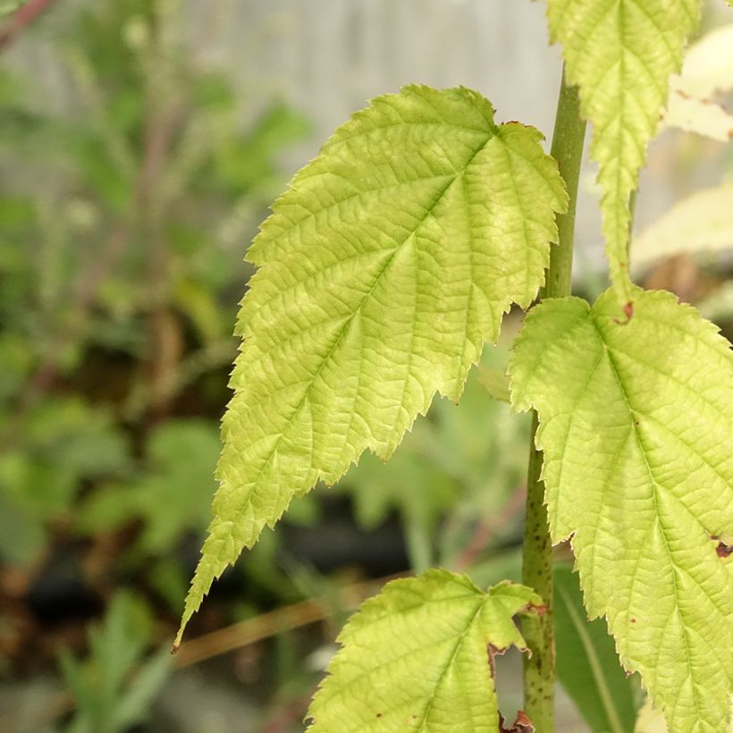 Kerria Japonica Golden Guinea (Foliage)