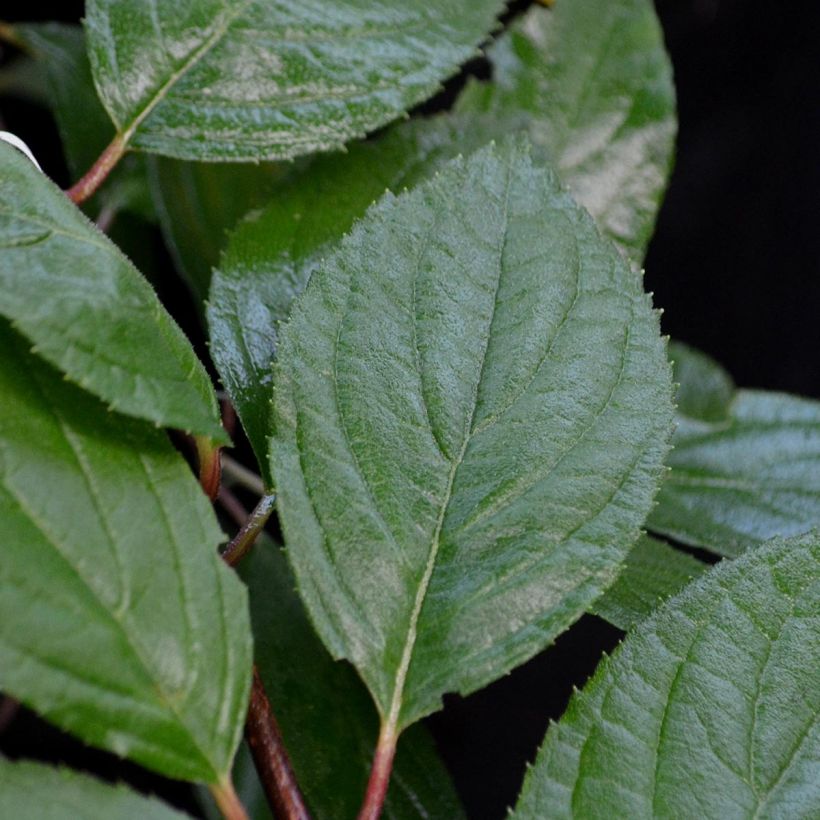 Kerria Japonica 'Pleniflora' (Foliage)