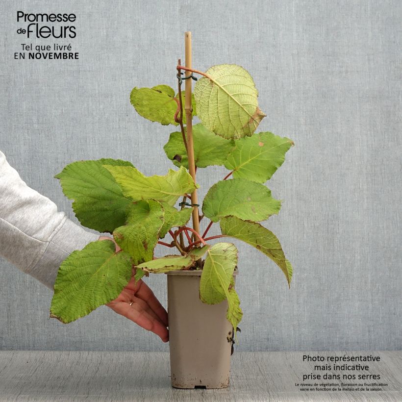 Example of Kiwi Petite Homme (femelle) - Actinidia deliciosa Pot de 2L/3L as you get in automne