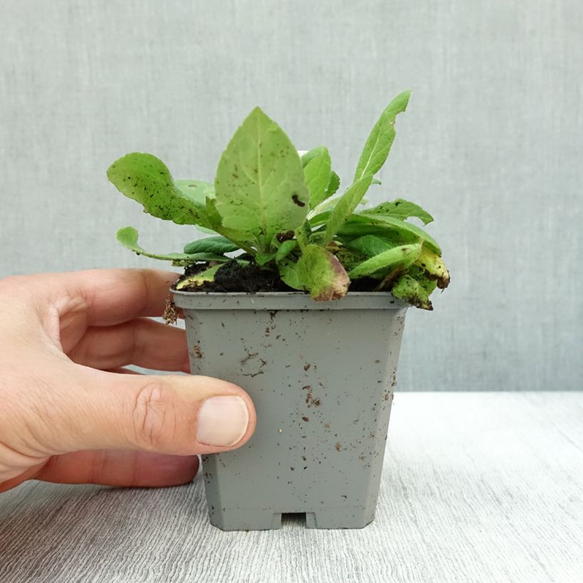 Example of Knautia macedonica Mars Midget - Petite scabieuse Godet de 8/9 cm as you get in automne