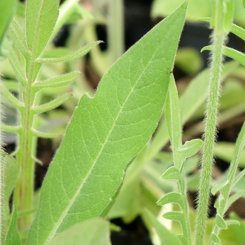 Knautia macedonica Melton Pastels - Knautie de Macédoine (Foliage)