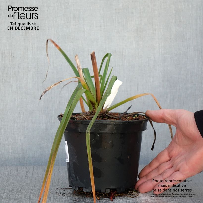 Example of Kniphofia Alcazar - Tritoma Alcazar Pot de 2L/3L as you get in automne