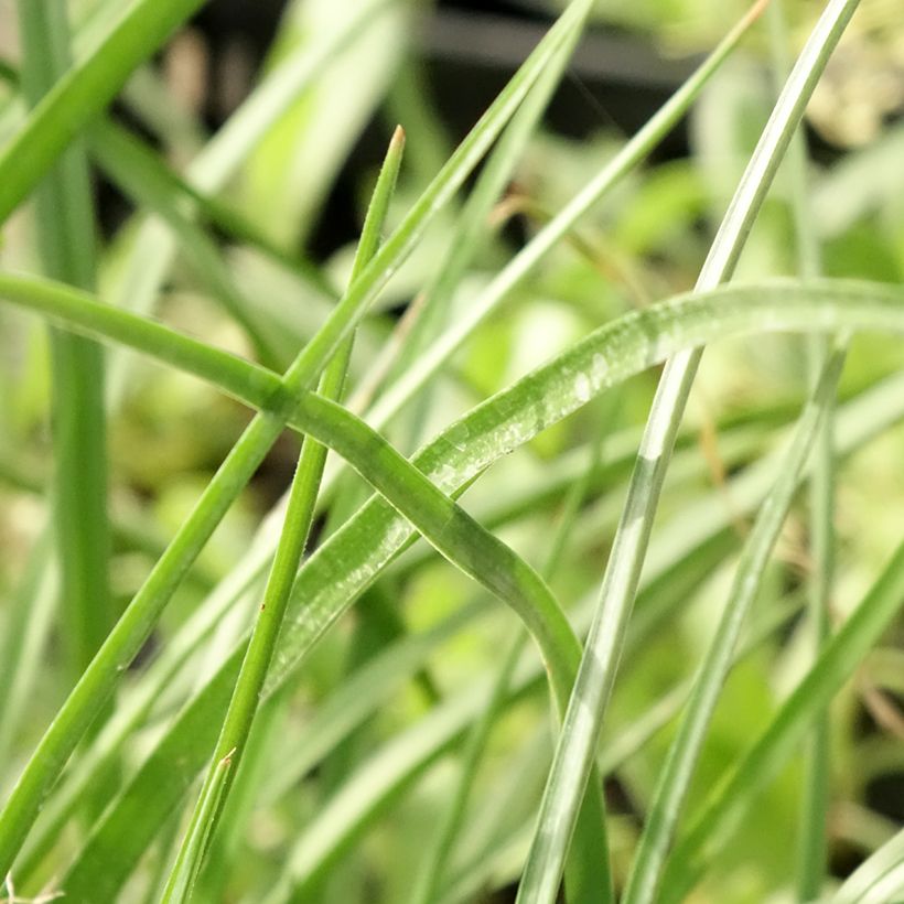 Kniphofia citrina - Tritoma (Foliage)