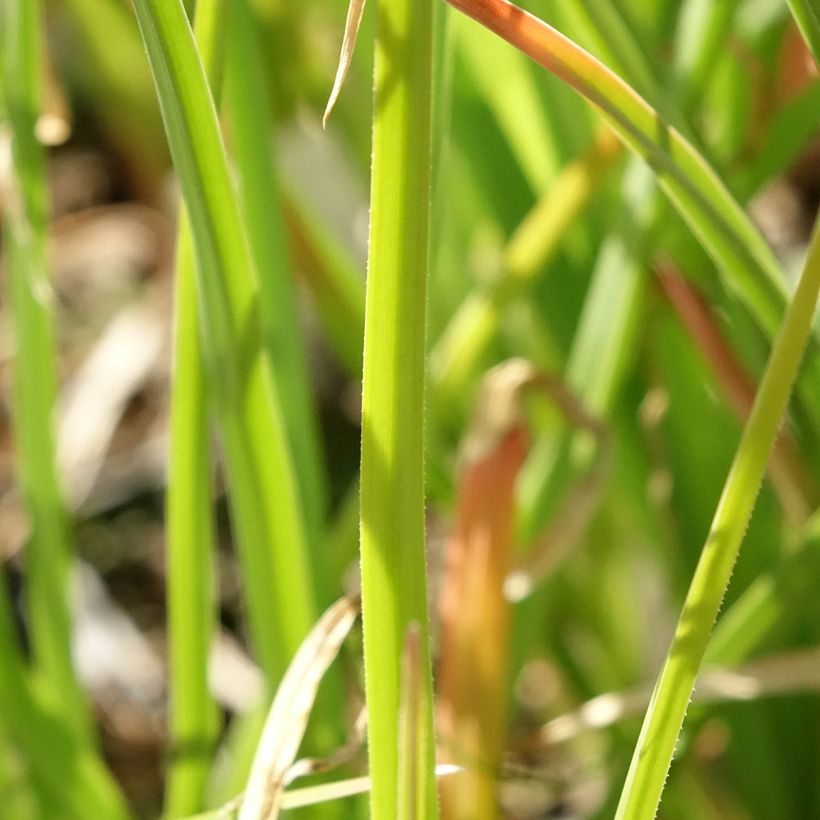 Kniphofia Flamenco (Foliage)