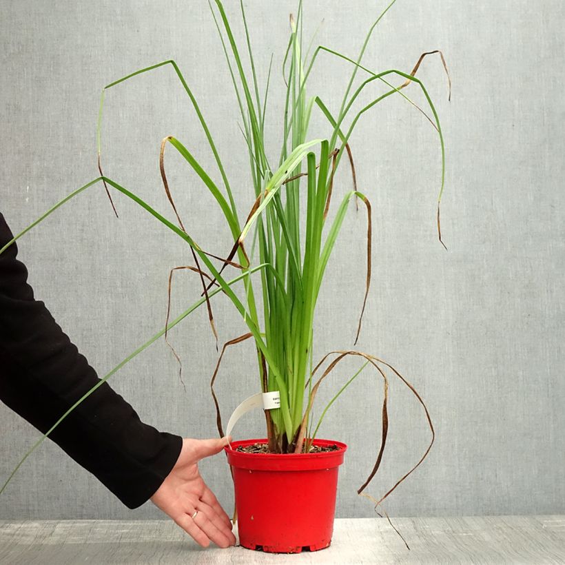 Example of Kniphofia uvaria Nobilis - Tritoma géant Pot de 3L/4L as you get in automne