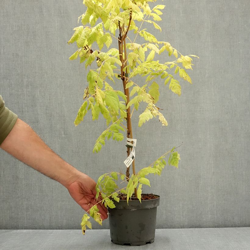 Example of Koelreuteria paniculata - Savonnier de Chine Pot de 3L/4L as you get in ete