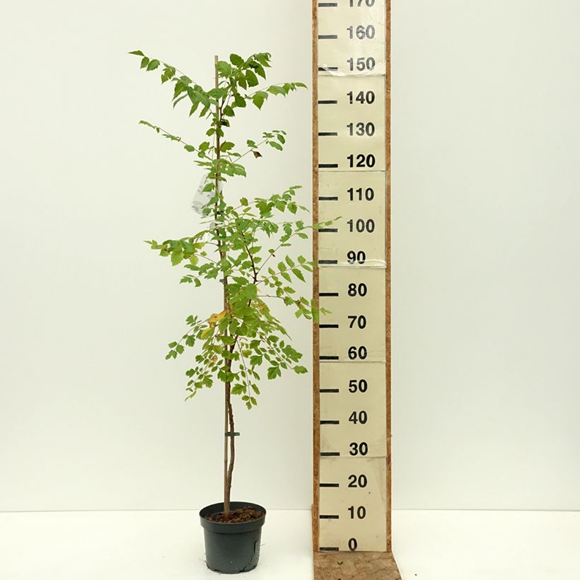 Example of Koelreuteria paniculata - Savonnier de Chine Pot de 7,5L/10L as you get in ete
