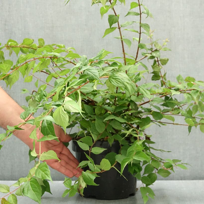 Example of Kolkwitzia amabilis - Buisson de beauté Pot de 3L/4L as you get in ete