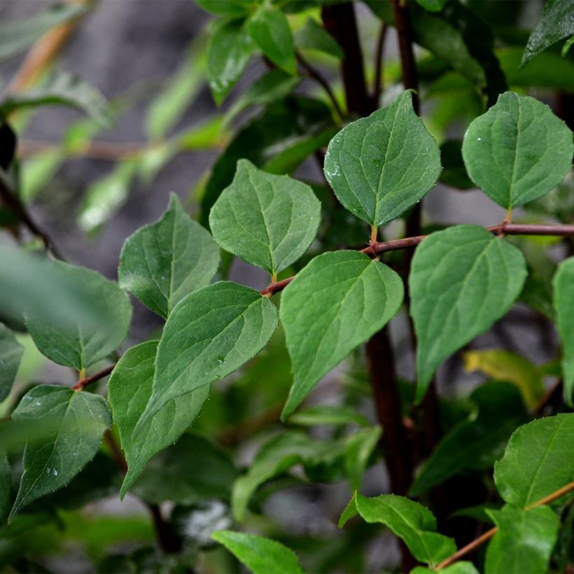 Kolkwitzia amabilis Pink Cloud - Buisson de beauté (Foliage)