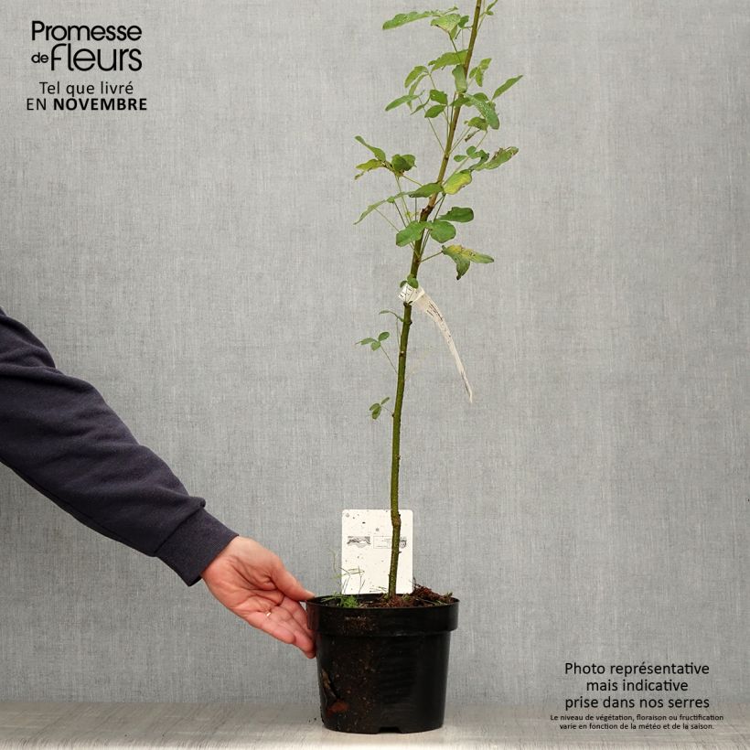 Example of Laburnum anagyroides - Cytise à grappe Pot de 2L/3L as you get in automne