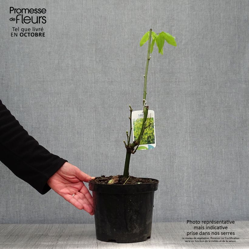 Example of Laburnum watereri Vossii - Cytise pluie d'or Pot de 3L/4L as you get in automne