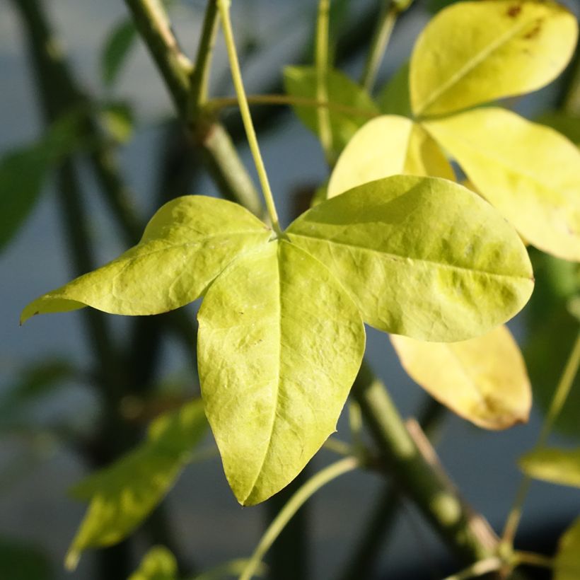 Laburnum watereri Vossii - Cytise pluie d'or (Foliage)